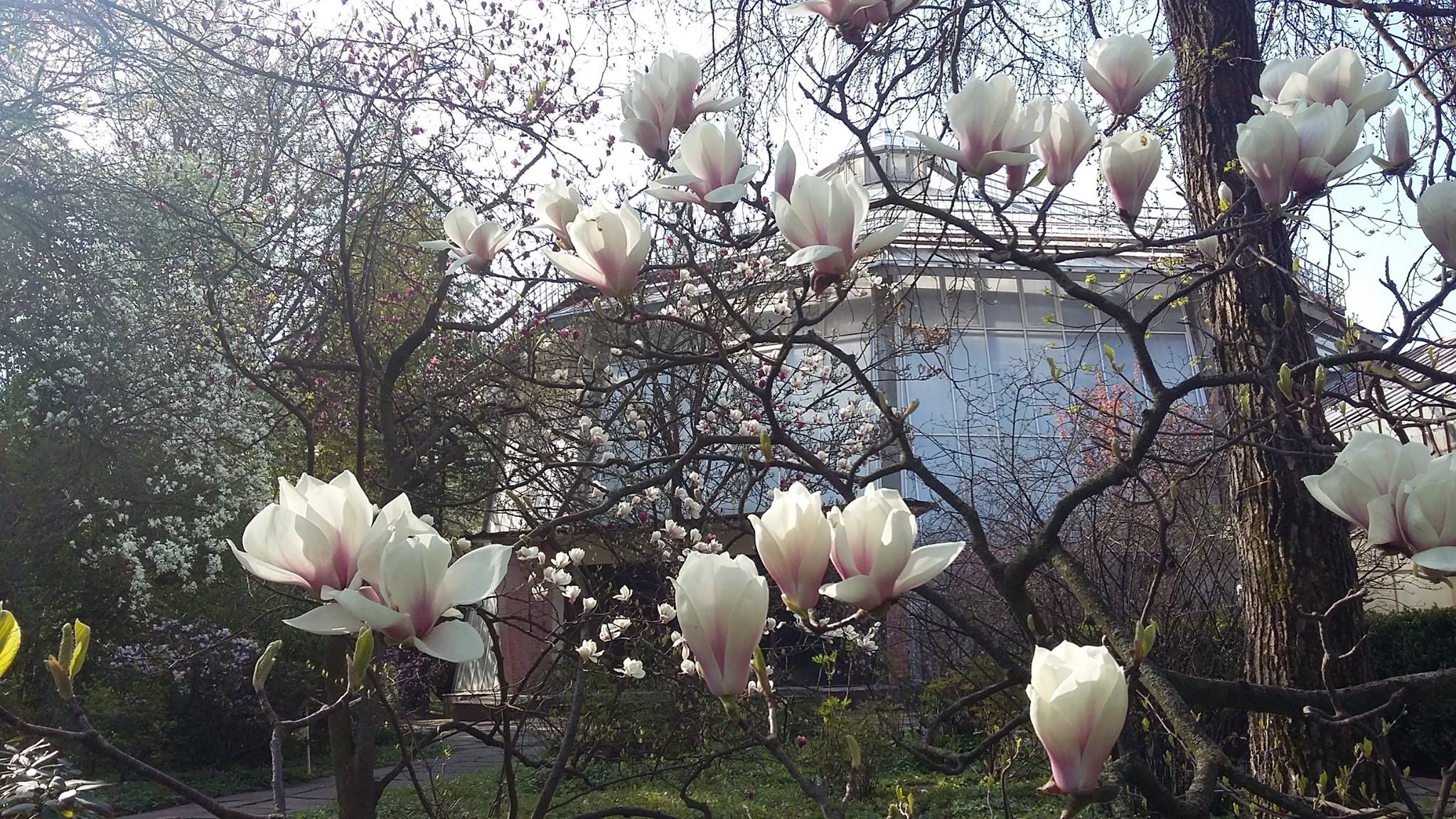 Експозиційна оранжерея, введена в експлуатацію в 1974 році